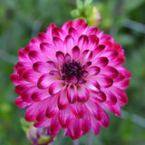 Pompon Dahlia 'Little Robert' 1st
