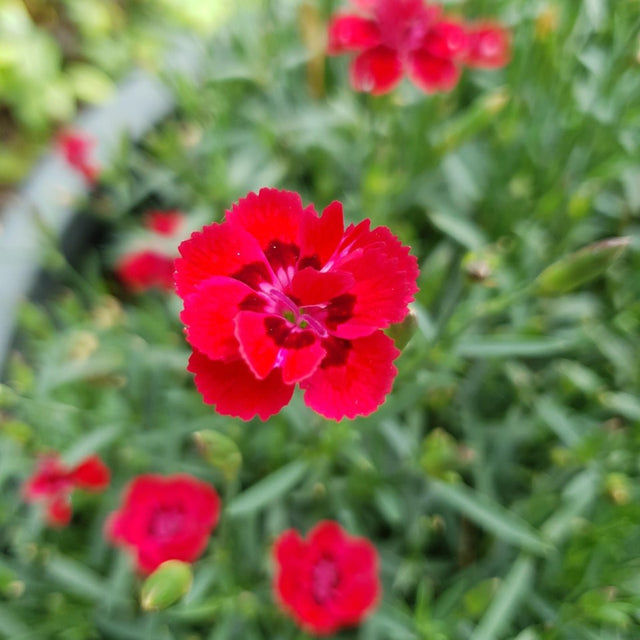 Nejlika 'Merci Fleuri' 12cm kruka