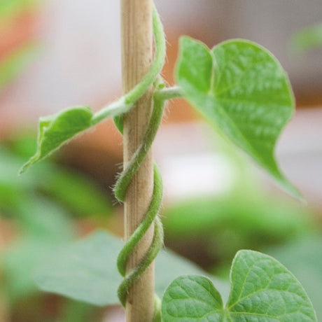 Blompinne i Trä 95cm - 10st