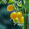 Körsbärstomat 'Lemonia' F1