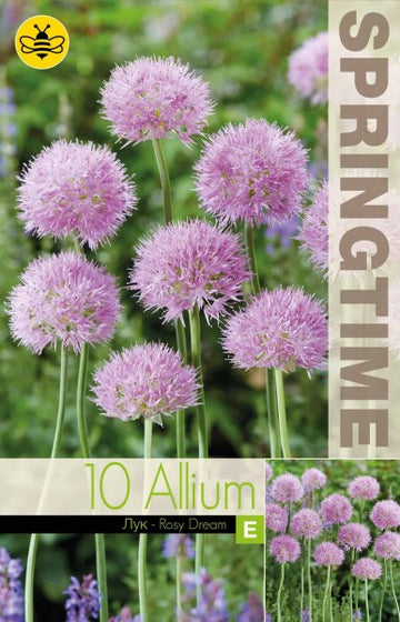 Allium, Klotlök 'Rosy Dream' 10st