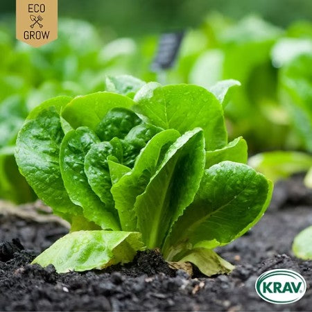 Romansallat 'Paris White' KRAV-märkt