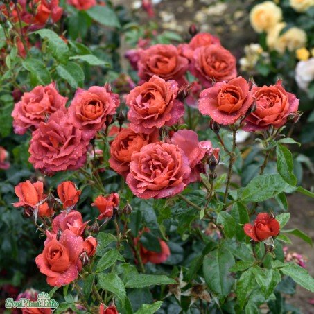 Floribundaros 'Hot Chocolate' 1st barrotad