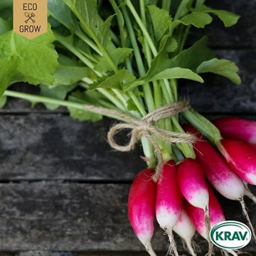 Rädisa 'French Breakfast 3' KRAV-märkt
