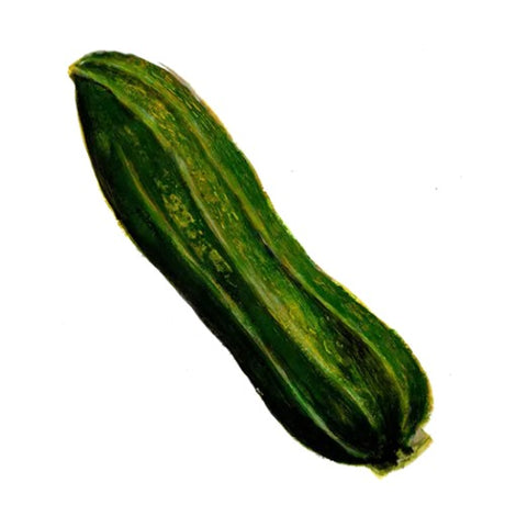 Sommarsquash 'Costata Romanesco' Svenskodlat frö