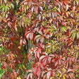 Kinavildvin co 5-pack