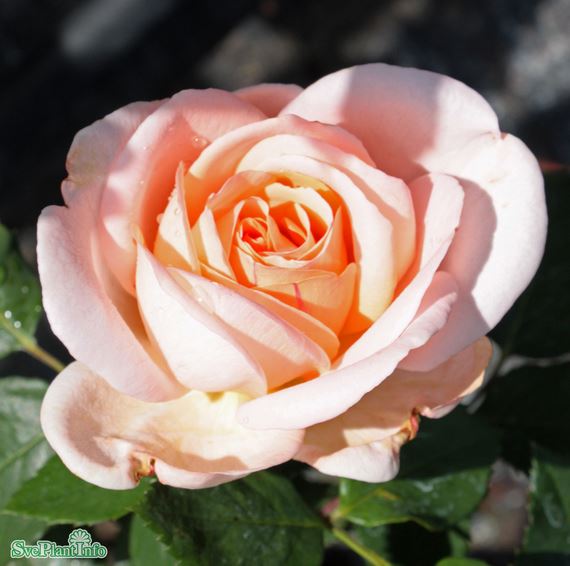Modern buskros 'Clair Renaissance' 1-pack barrot