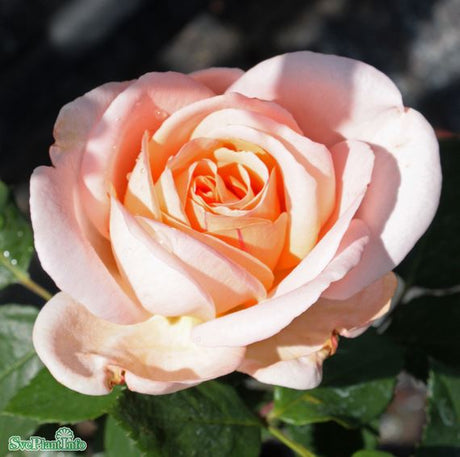 Modern buskros 'Clair Renaissance' 5-pack barrot