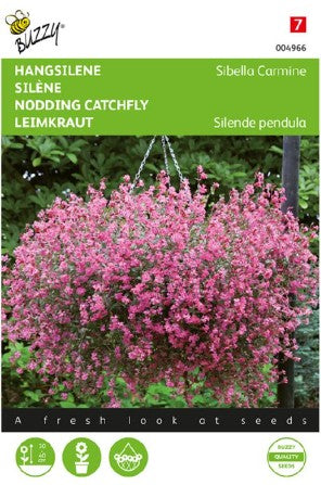 Sommarglim 'Sibella Carmine'