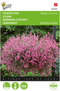 Sommarglim 'Sibella Carmine'