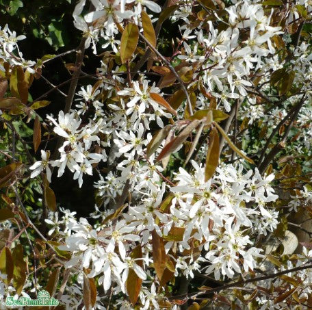 Prakthäggmispel 5-pack i kruka