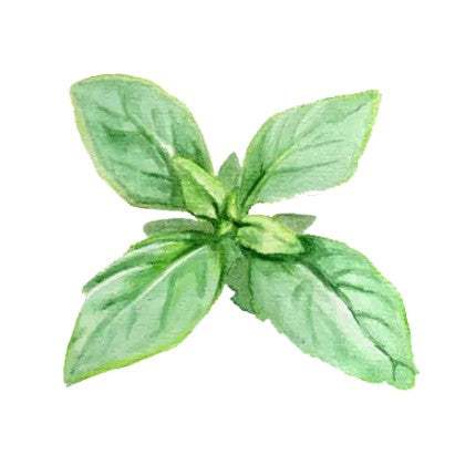 Citronbasilika Svenskodlat frö