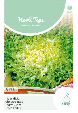 Sydcikoria 'Curled de Meaux'