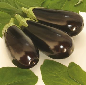 Krukaubergine 'Elisa' F1 10,5cm kruka