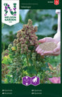 Quinoa 'Vikinga'