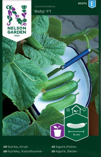 Krukgurka 'Baby' F1