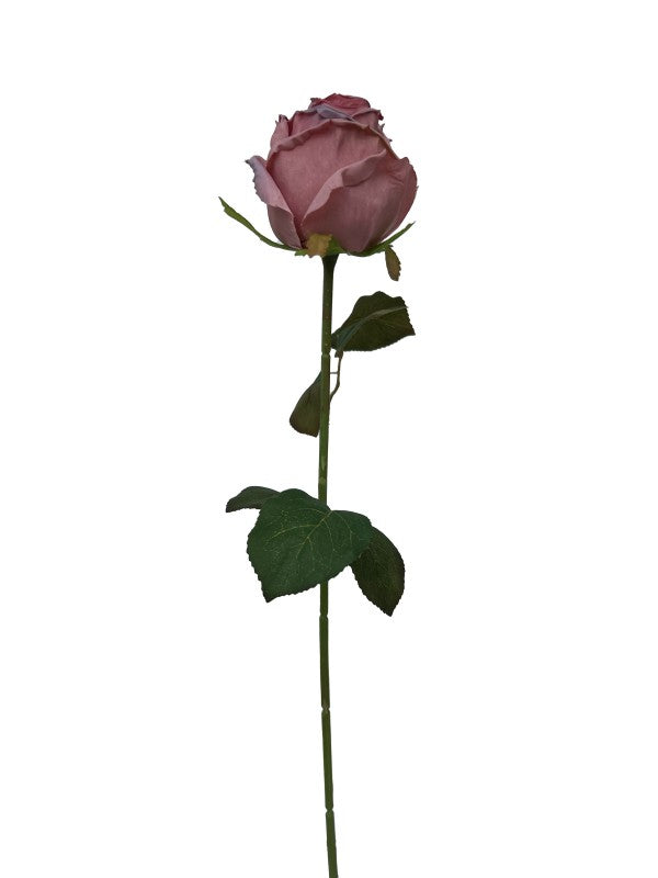 ROSE SINGLE PURPLE