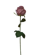 ROSE SINGLE PURPLE