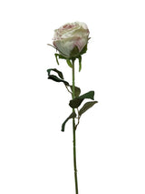 ROSE SINGLE LIGHT PURPLE-WHITE