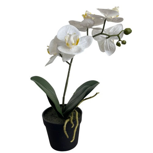 PHALAENOPSIS 2-STEM 38CM, WHITE