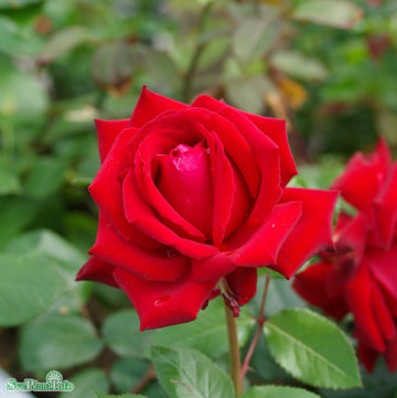 Tehybridros 'Ingrid Bergman' 10-pack barrotad
