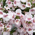 Tvillingsporre 'Piccadilly Appleblossom' 10,5cm kruka