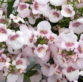 Tvillingsporre 'Piccadilly Appleblossom' 10,5cm kruka