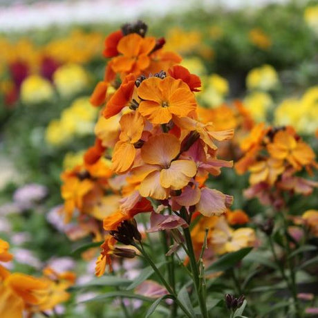 Gyllenlack 'Rysi Copper' 12cm kruka