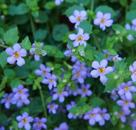 Snöflinga 'Gulliver Blue' - 3 plantor