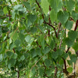 Vårtbjörk 100-pack barrotad 60-100cm