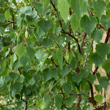 Vårtbjörk 100-pack barrotad 60-100cm
