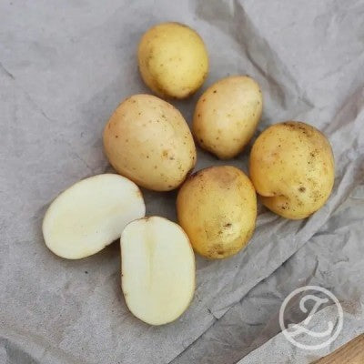 Sättpotatis - Rocket 2kg