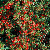 Svenskt parkoxbär 'Coral Beauty' 100-pack barrotad 20-40cm