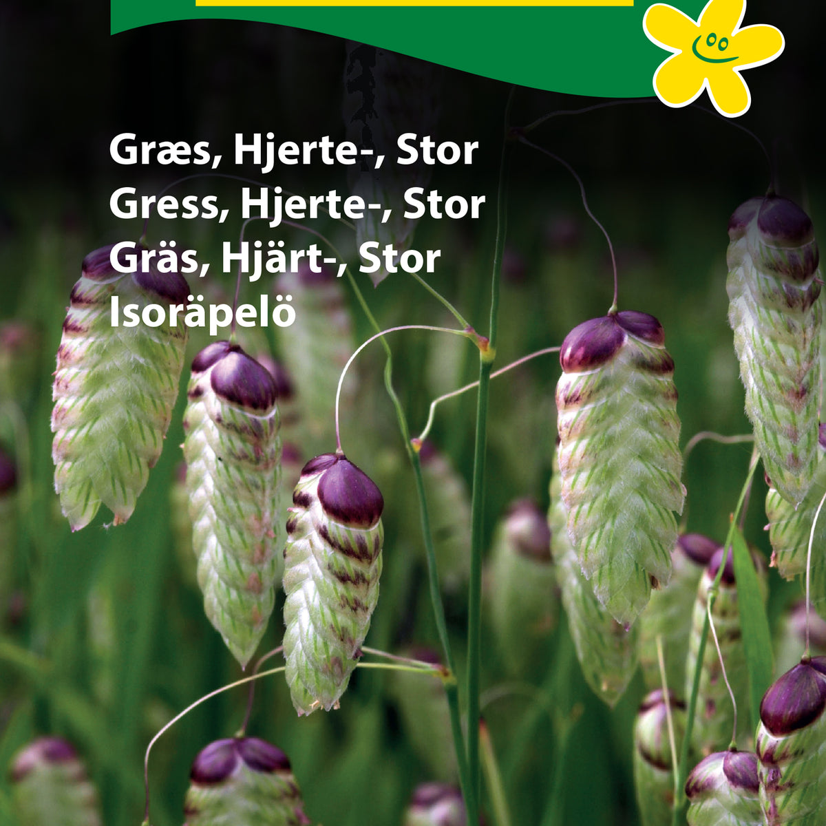 Hjärtgräs frö – Odla Shop