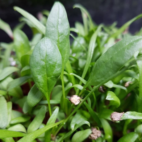 Sproutly: EKO Spenat 40g