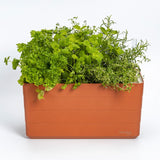Odlingslåda 'Berberis 40' Terracotta