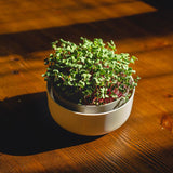 Microgreen 'Ivory'