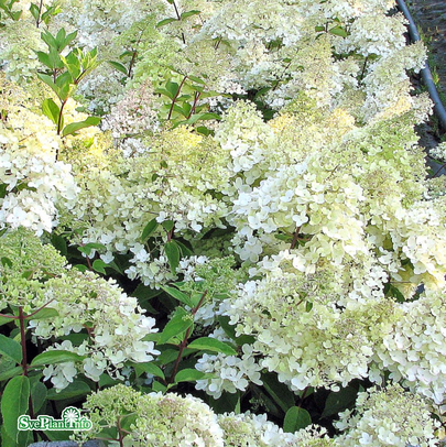 Vipphortensia 'Grandiflora' co 5-pack