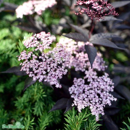 Fläder 'Black Beauty' 5-pack i kruka