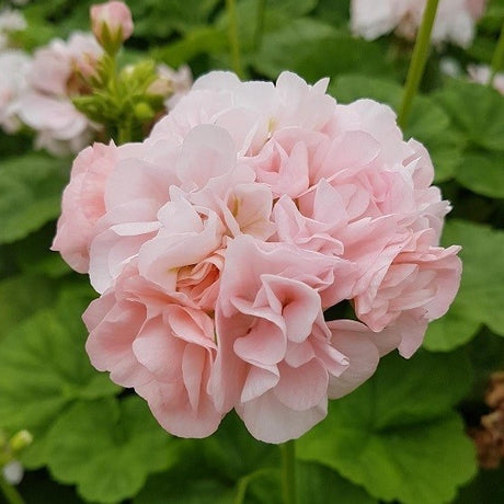 Zonalpelargon 'Dronning Ingrid' 12cm kruka