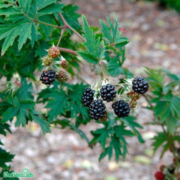 Flikbjörnbär 'Thornless Evergreen' 9cm kruka