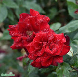 Floribundaros 'Barkarole' 10-pack barrot