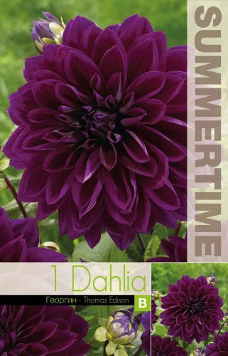 Dekorativ Dahlia 'Thomas Edison' 1st