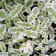 Sedum 'Little Missy' 12cm kruka
