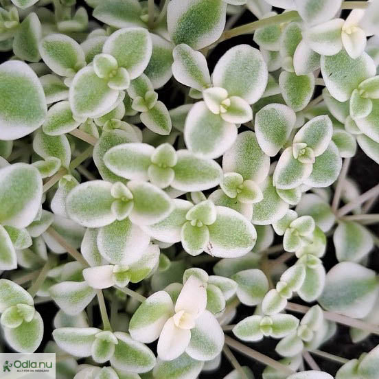 Sedum 'Little Missy' 12cm kruka