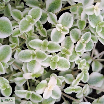 Sedum 'Little Missy' 12cm kruka