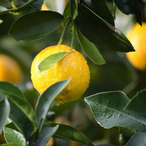 Citron 9cm kruka