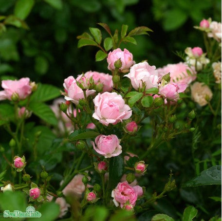 Miniatyrros 'The Fairy' 5-pack barrot