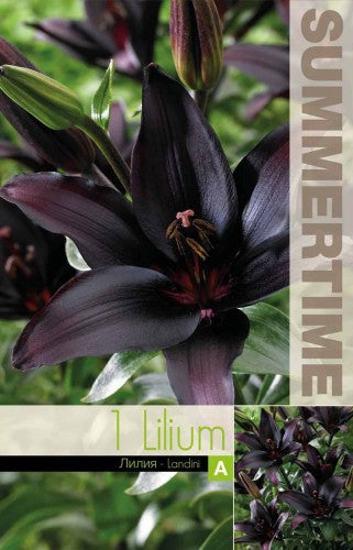 Asiatisk lilja 'Landini' 1st