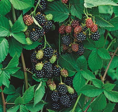 Björnbär 'Thornfree' 3-pack i kruka
